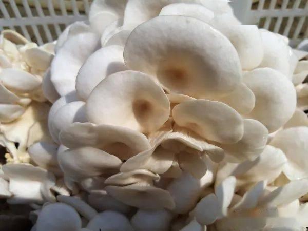 蘑菇网红吃瓜无码在线,揭秘网络红人的争议瞬间 第1张 蘑菇网红吃瓜无码在线,揭秘网络红人的争议瞬间 第1张